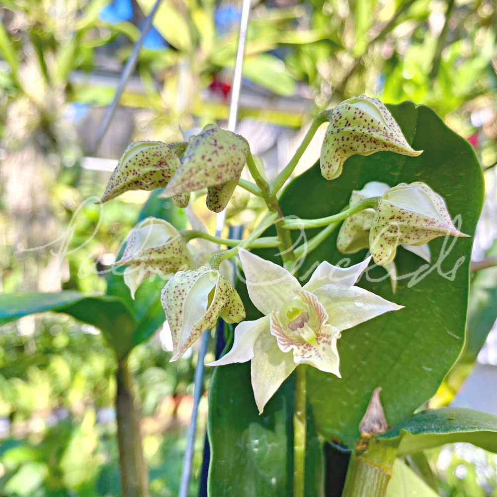 Den. QF Mahea — Palmer Orchids